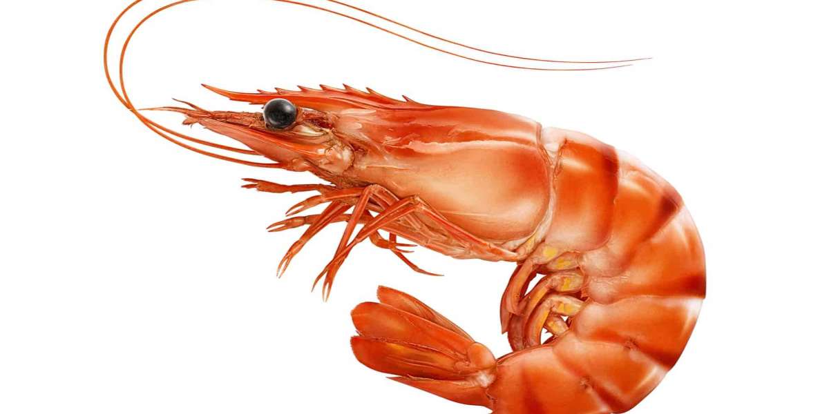 Exploring the Plan for Shrimp Processing Plant Project: Detailed Report by IMARC Group