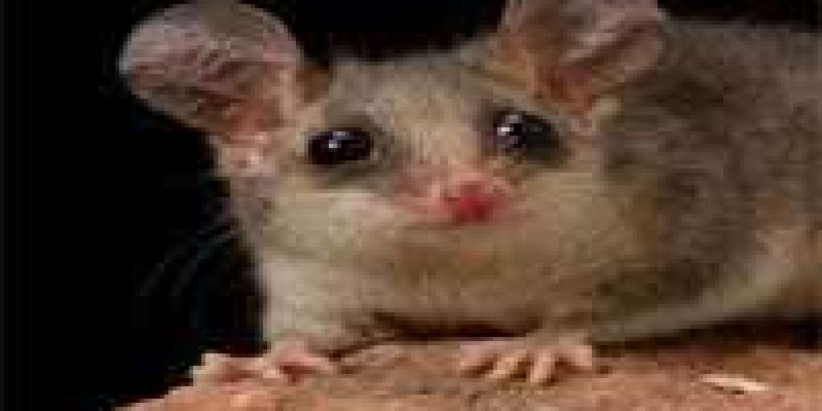 Melbourne’s Trusted Possum Removal Experts: Quick, Efficient, and Humane