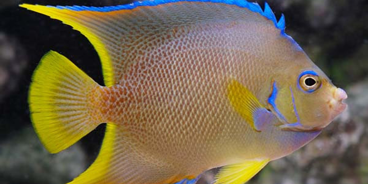 Top 10 Best Tank Mates for Angelfish: Peaceful Companions for a Thriving Aquarium