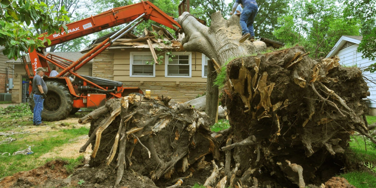 Affordable Tree Service Houston: Transforming Landscapes Without the High Cost