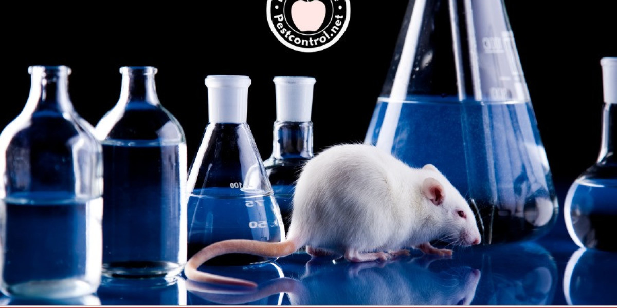 Mice and Rats Removal in Oldsmar: Get Rid of Rodents for Good