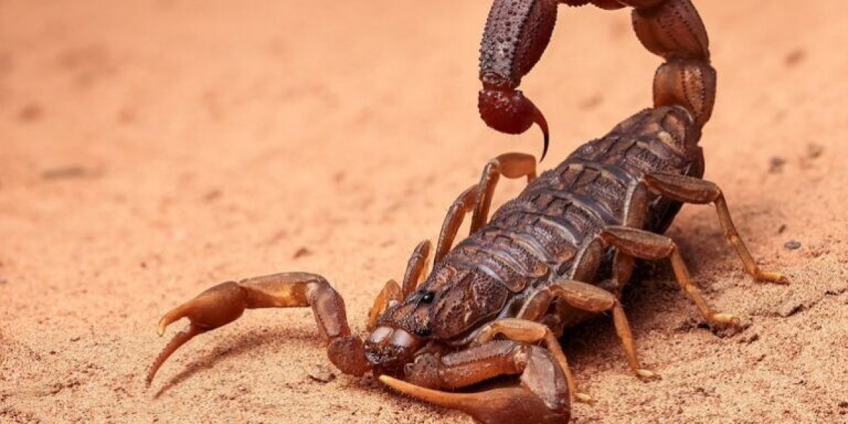 Scorpion Pest  Control Las Vegas