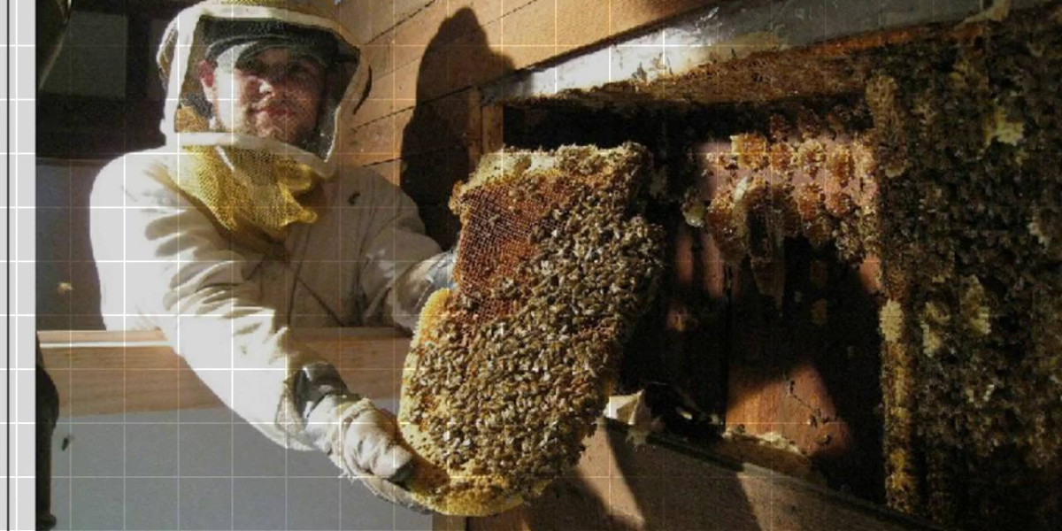 Get Bees Gone Today: Affordable Bee Removal Services Near Me You Can Count On