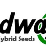 Seedways Profile Picture
